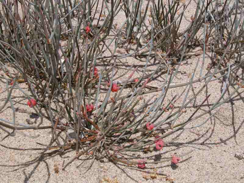 Ephedra distachya